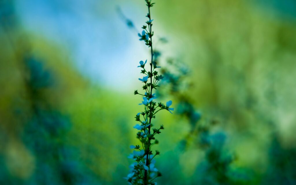 Serene Wallpaper: Delicate Plant with Flowers on Soft Green Background
