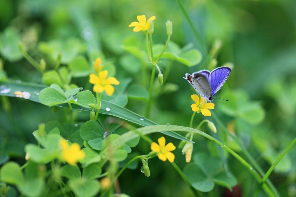 Tranquil Wallpaper: Purple Butterfly on Yellow Flower in Green Grass
