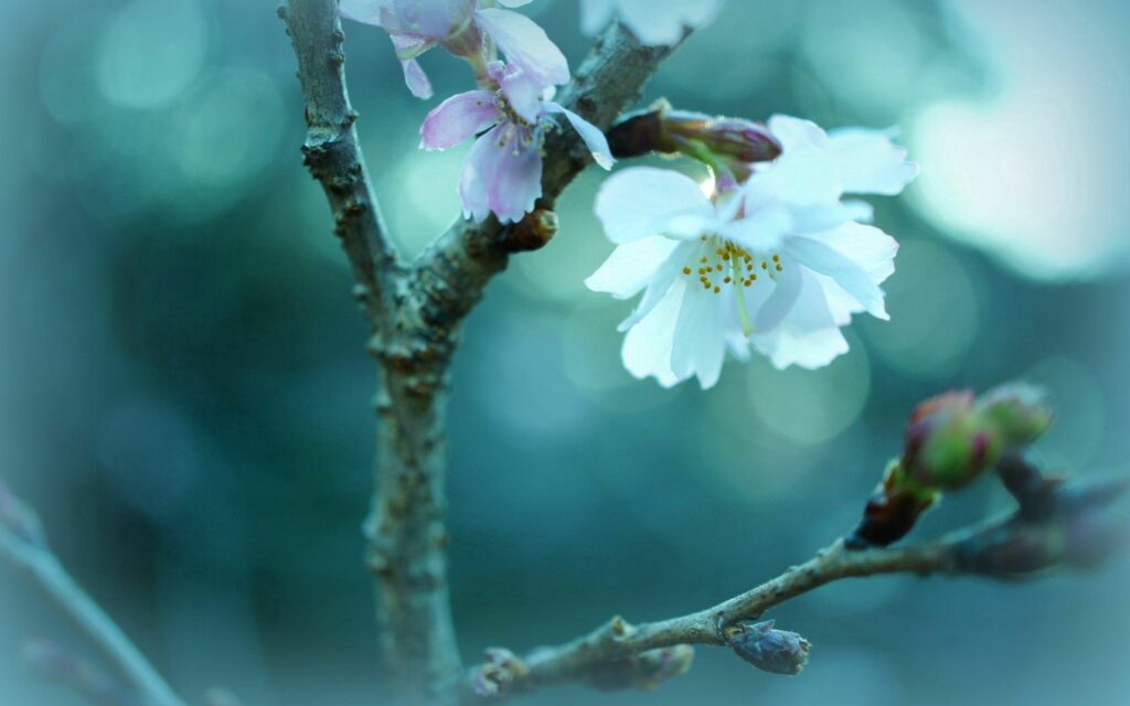 Delicate White Blossoms Wallpaper on Textured Branch - Nature's Beauty