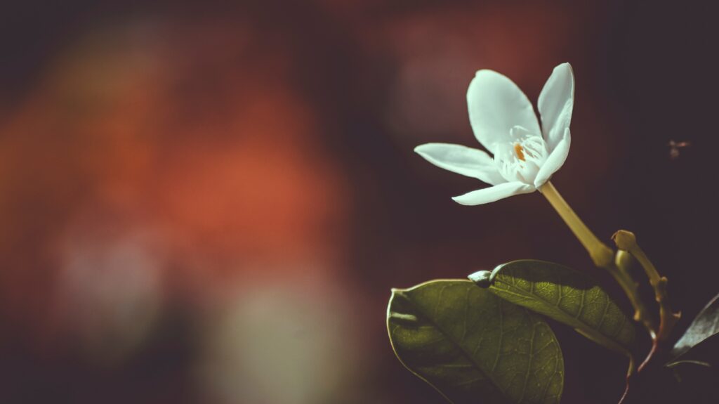 Elegant White Flower Wallpaper with Soft Petals & Warm Background