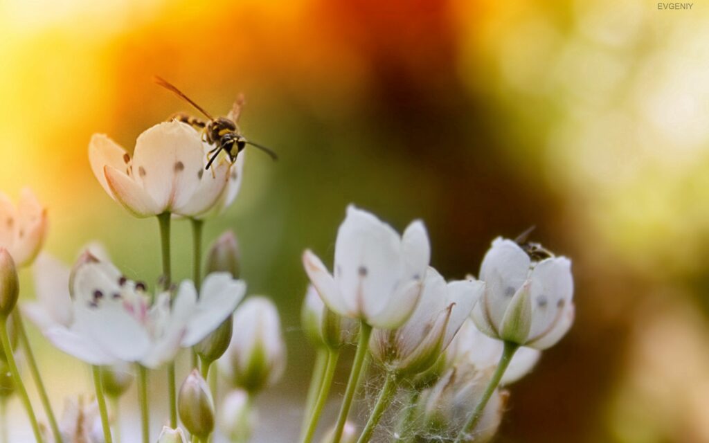 Serene Wallpaper: Delicate White Flowers & Insect in Warm Sunlight