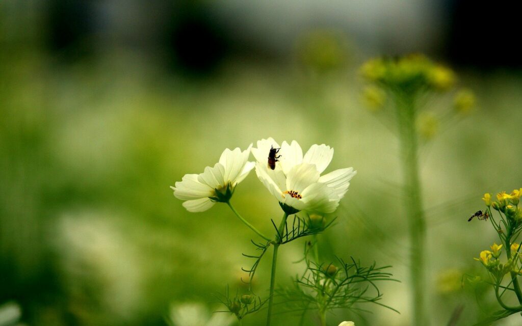 Serene Wallpaper: Delicate White Flowers & Insects in Soft Green