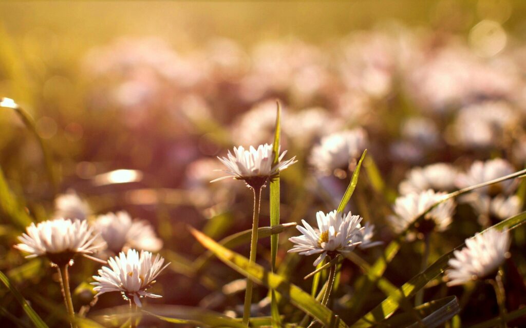 Serene Wallpaper: Delicate White Flowers in Sunlit Grass
