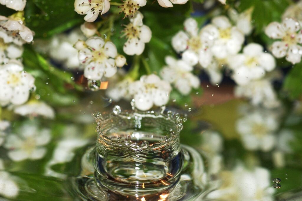 Delicate White Flowers & Water Droplet: Serene Nature Wallpaper