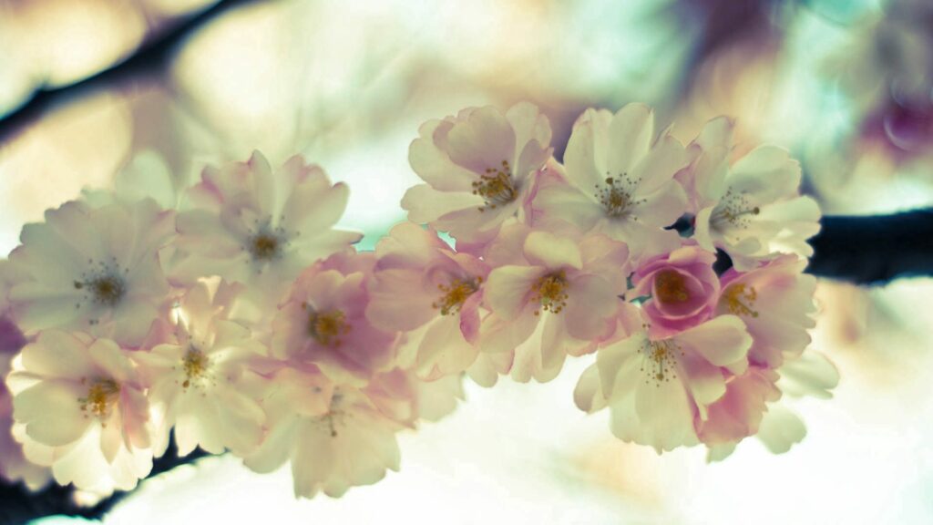 Spring Serenity: Delicate White & Pale Pink Flower Wallpaper Background