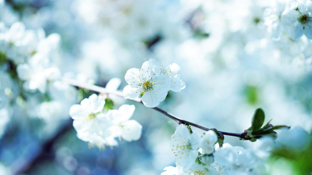 Serene Spring Flower Wallpaper: Delicate Blooms in Soft Focus Background