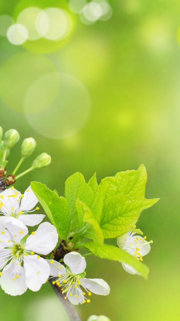 Delicate White Spring Flowers Wallpaper for iPhone - Soft Green Background