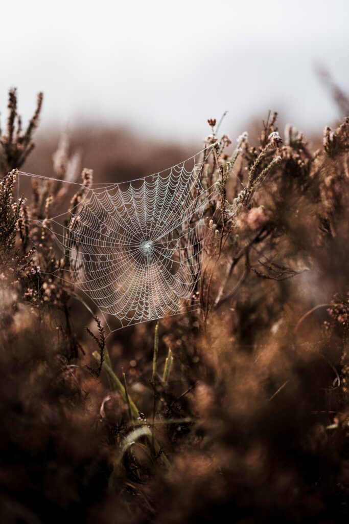Serene Dewdrop Cobweb Among Grasses - Foggy Wallpaper Background