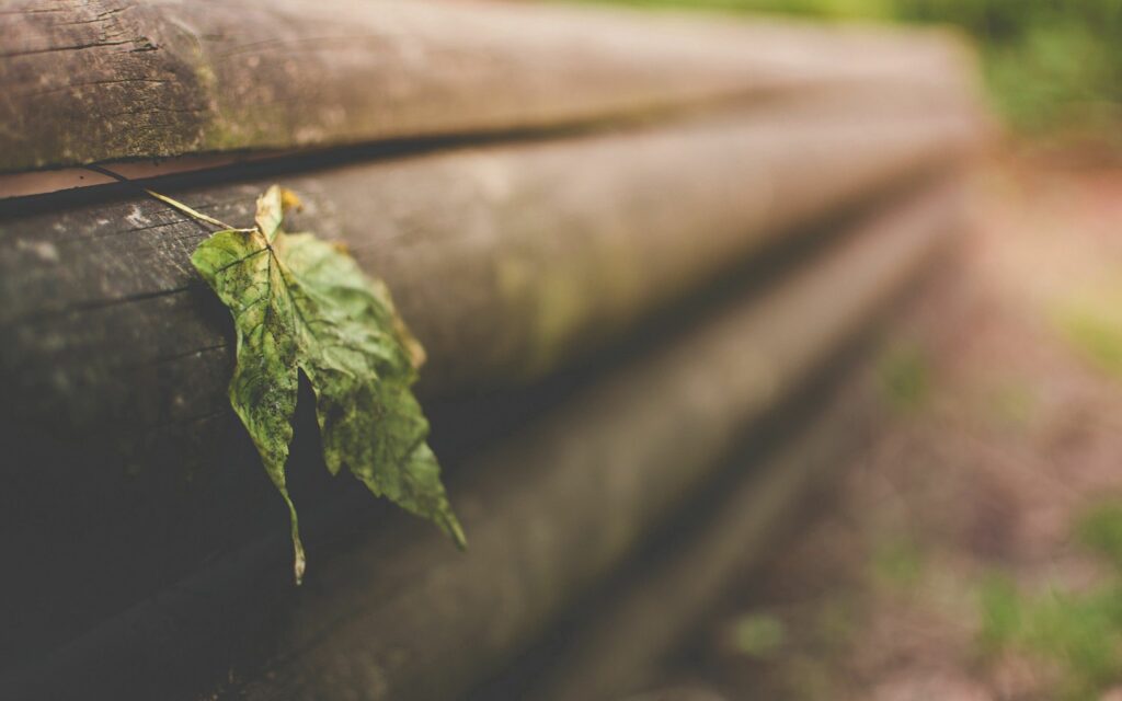 Serene Dry Leaf on Wooden Logs - Nature Wallpaper Background