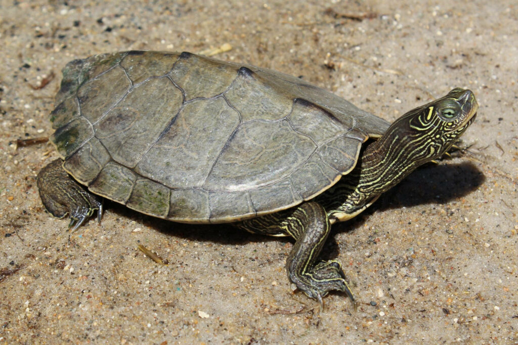 Serene False Map Turtle Wallpaper: Intricate Shell on Sandy Ground