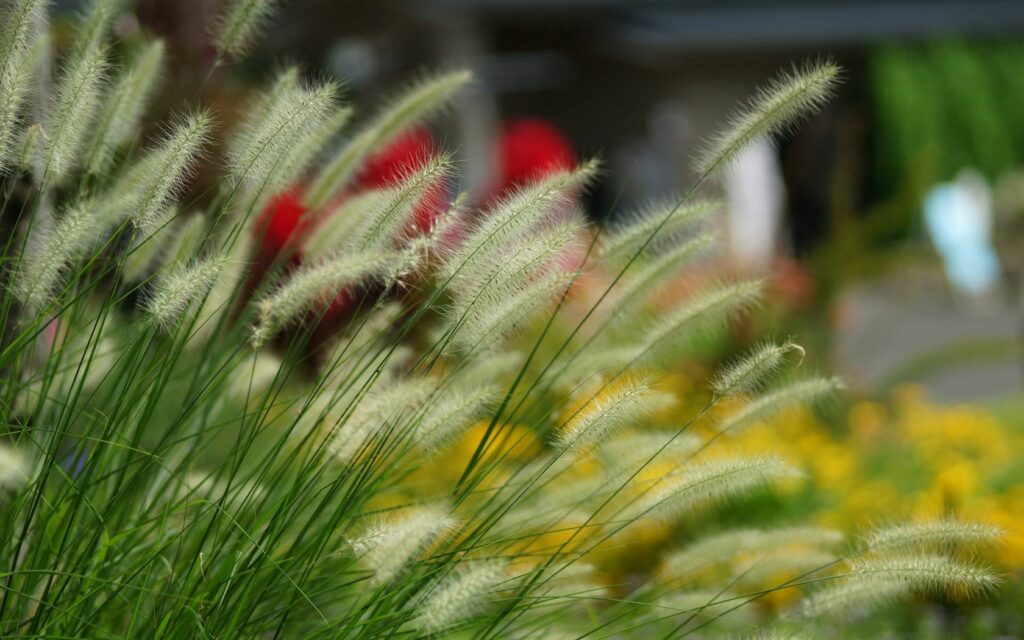 Fluffy Grass Ears Wallpaper: Serene Focus with Colorful Blur