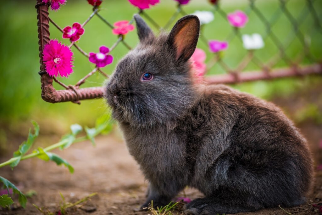 Fluffy Rabbit in Serene Garden with Pink Flowers - Nature Wallpaper