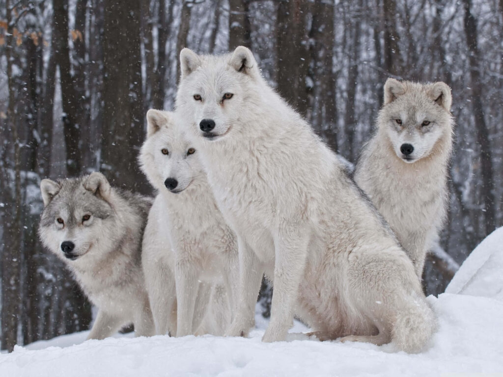 Tranquil Wolf Wallpaper: Cute Wolves in Snowy Landscape Background