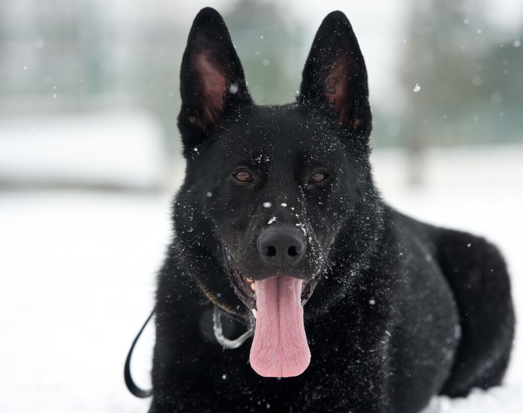 German Shepherd in Snow: Playful Winter Wallpaper Background