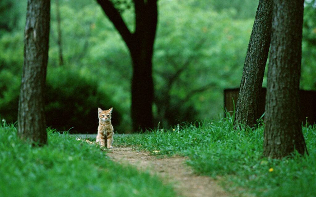 Tranquil Ginger Cat Wallpaper in Lush Green Forest Setting