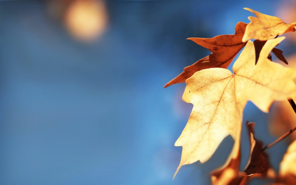Serene Autumn Maple Leaves Close-Up Wallpaper on Vibrant Blue