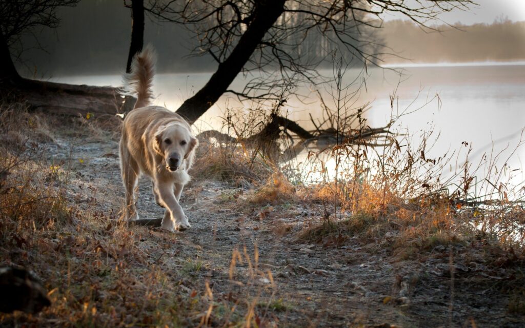 Golden Retriever at Frosty Lakeside: Serene Nature Wallpaper