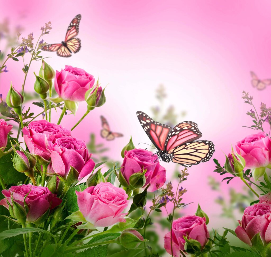 Dreamy Pink Butterfly & Roses Wallpaper | Serene Background Art