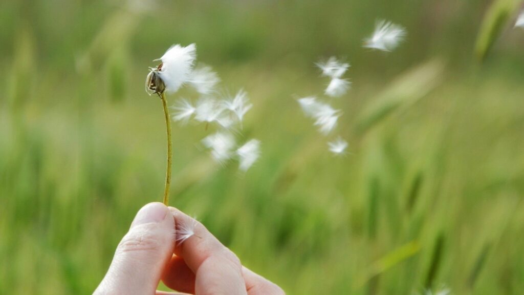 Serene Dandelion Wallpaper: Hand Holding Seeds in Lush Green Background