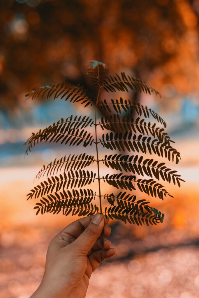 Serene Wallpaper of Hand Holding Fern Branch with Earthy Background