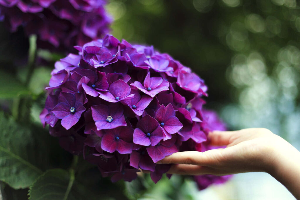 Delicate Touch: Tranquil Hand on Vibrant Purple Hydrangeas Wallpaper