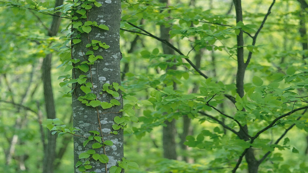 Serene Green Leaves Wallpaper: Intricate Forest Trunk Background