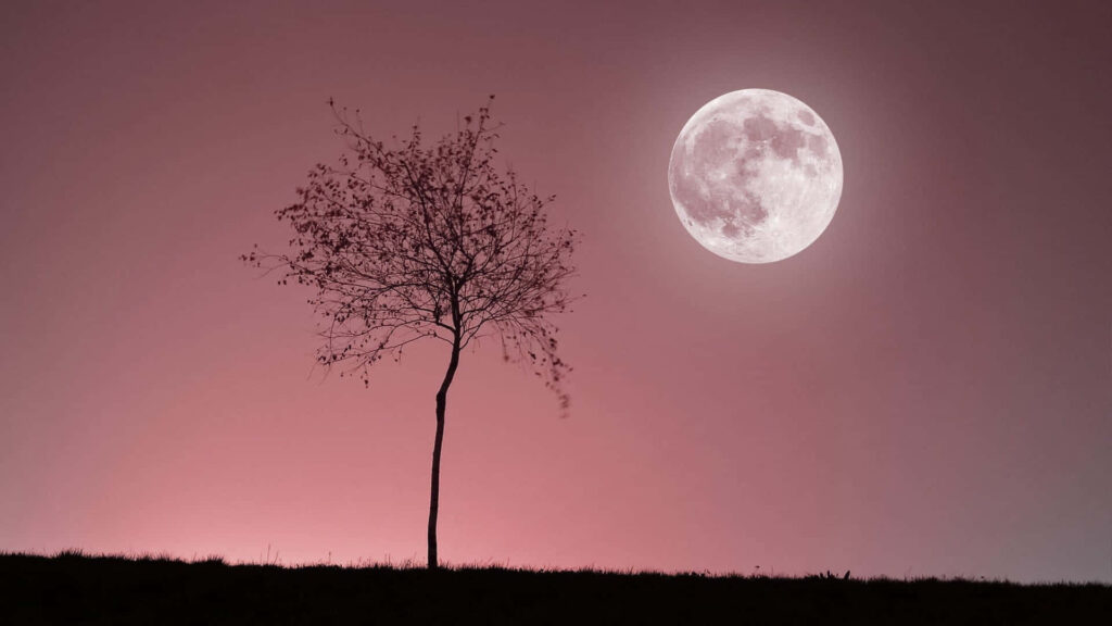 Serene Wallpaper: Lone Tree Silhouette & Pink-Hued Sky