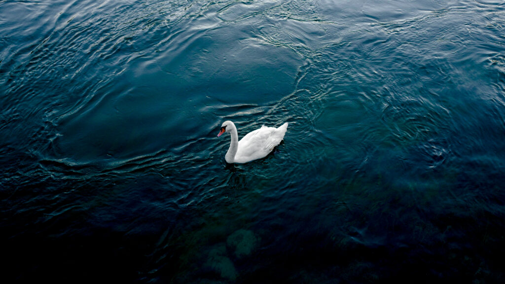 Serene Wallpaper: Lone White Swan on Deep Blue River