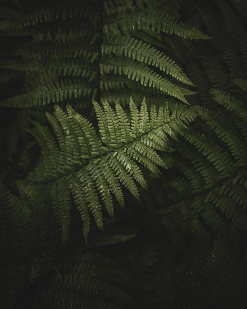 Lush Green Fern Leaves: Serene Nature Wallpaper Background