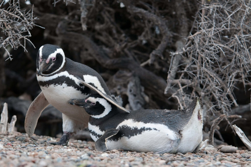Tranquil Magellanic Penguins on Pebble Shoreline Wallpaper