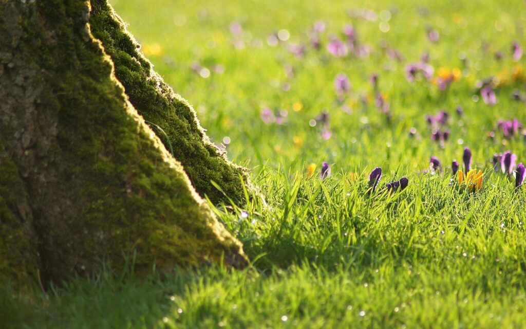 Serene Moss-Covered Tree Trunk Wallpaper with Lush Flowers