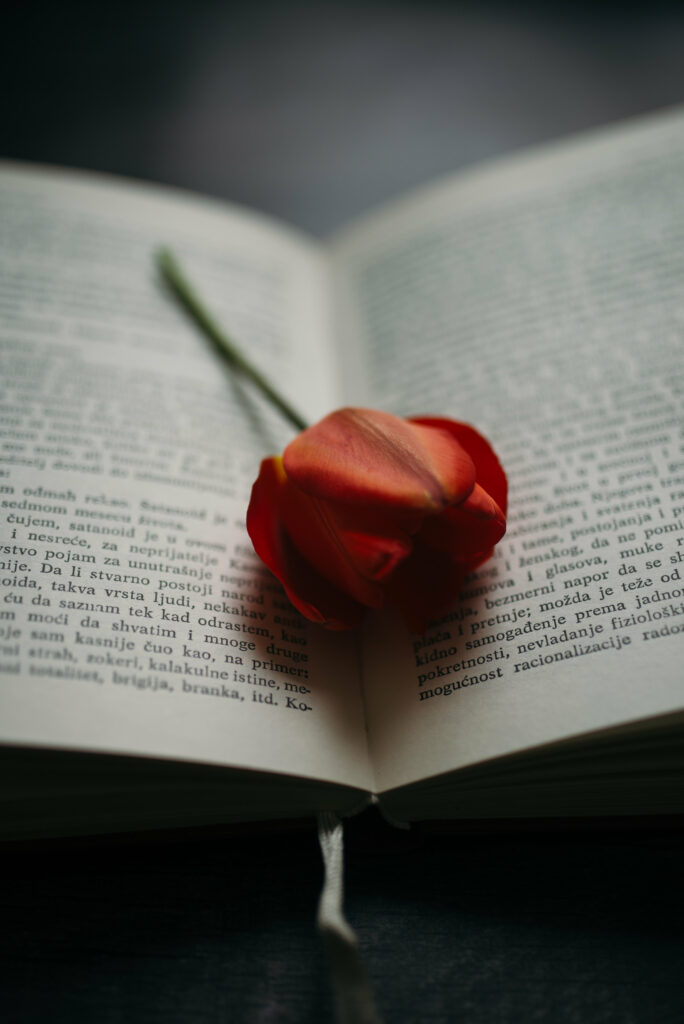 Serene Wallpaper: Open Book with Red Tulip - Artistic Background