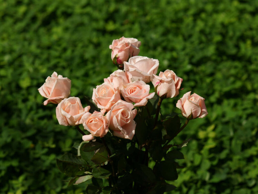 Vibrant Pink Garden Roses Against Lush Green Background Wallpaper