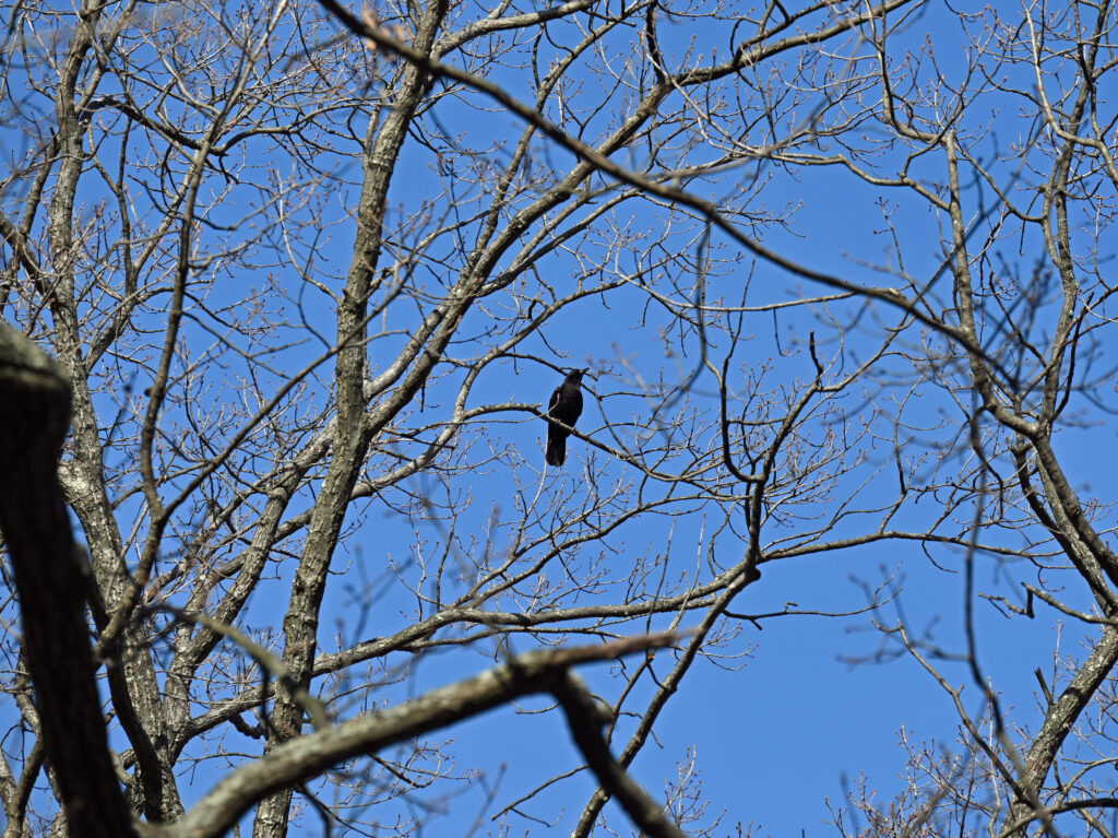 Serene Raven Wallpaper: Bird on Branches Against Blue Sky Background