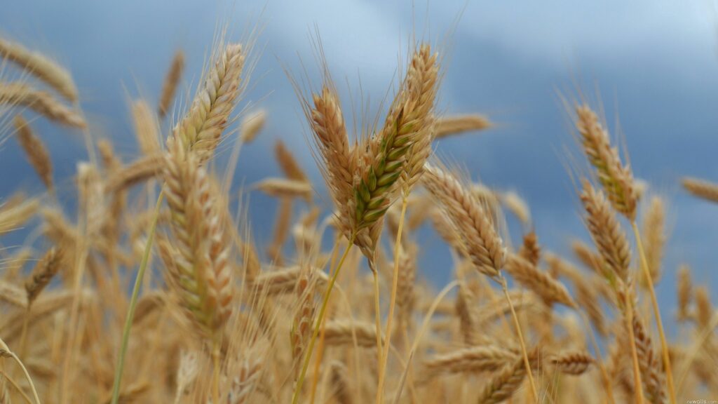 Serene Corn Field Wallpaper: Golden Ears Beneath a Gray Sky