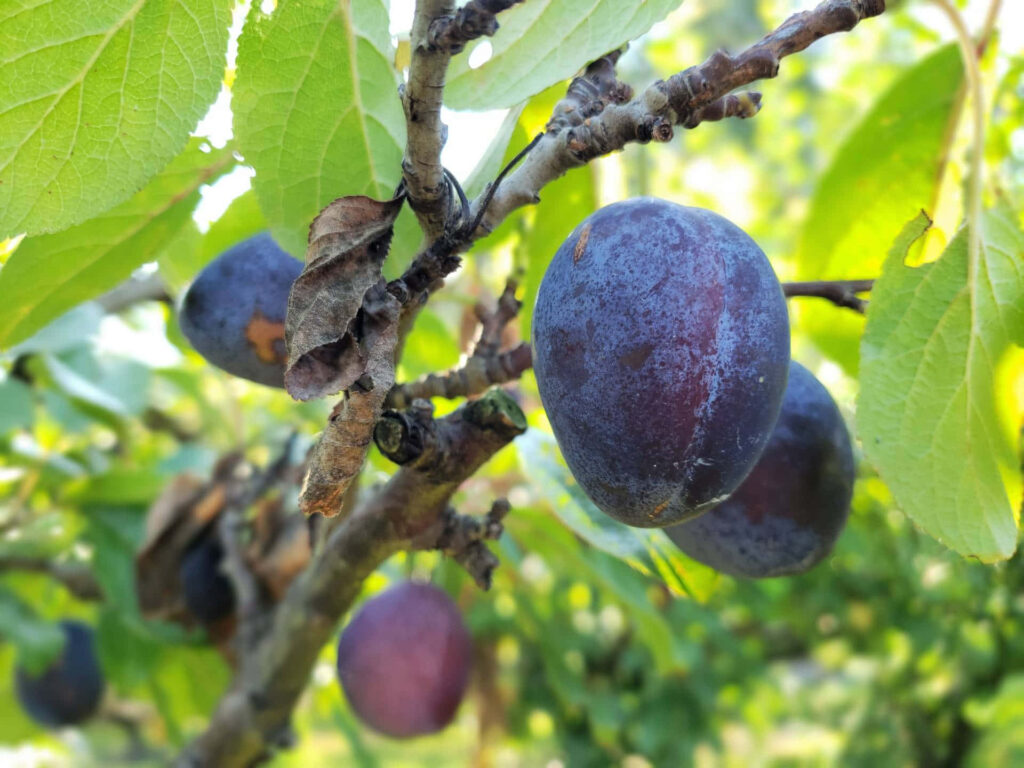 Serene Wallpaper of Ripe Italian Prune Plums in Lush Orchard
