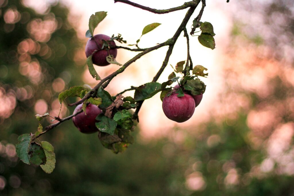 Serene Wallpaper: Ripe Red Apples on Branch with Soft Natural Background