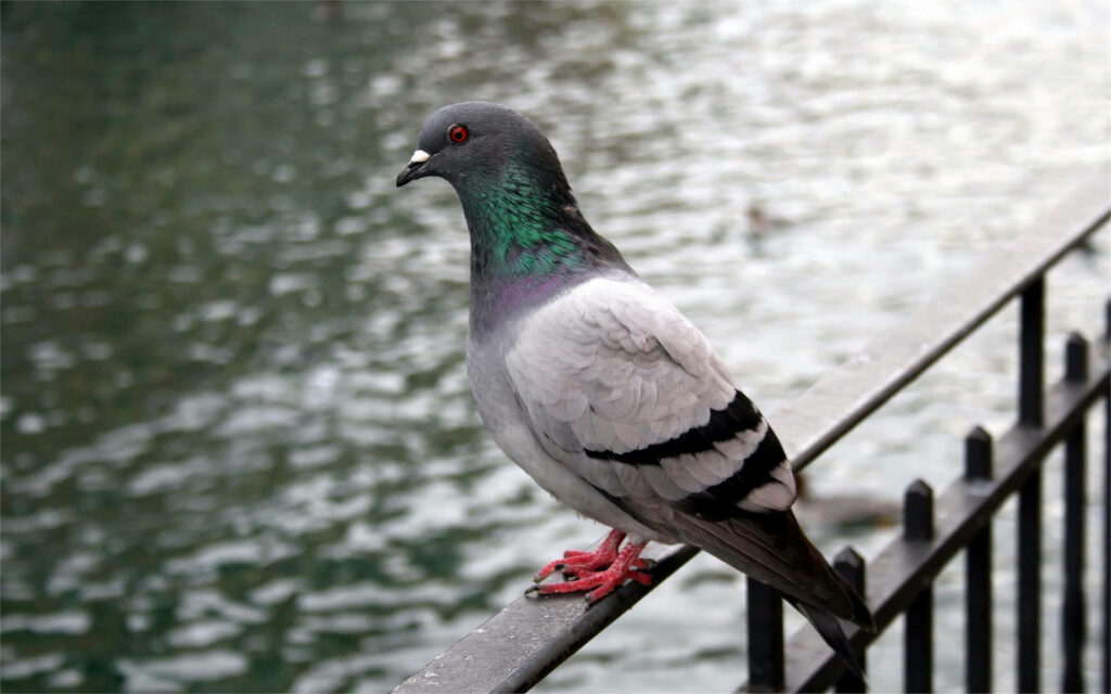 Serene Wallpaper: Rock Pigeon by Tranquil River with Gentle Ripples