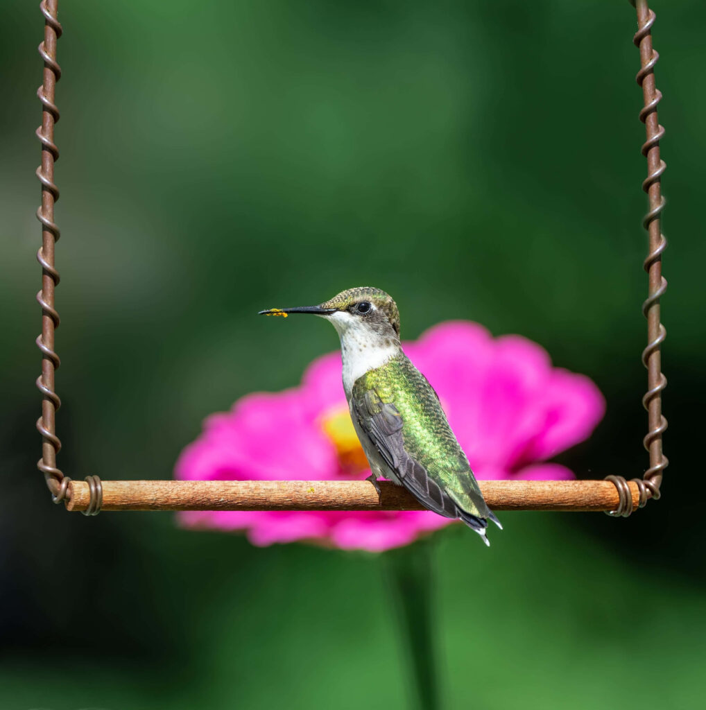 Female Ruby-Throated Hummingbird on Swing with Pink Flower Background Wallpaper