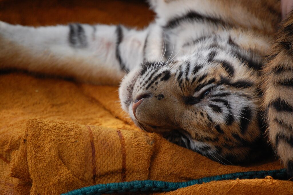 Sleeping Tiger Cub Wallpaper: Serene Close-Up of Restful Beauty