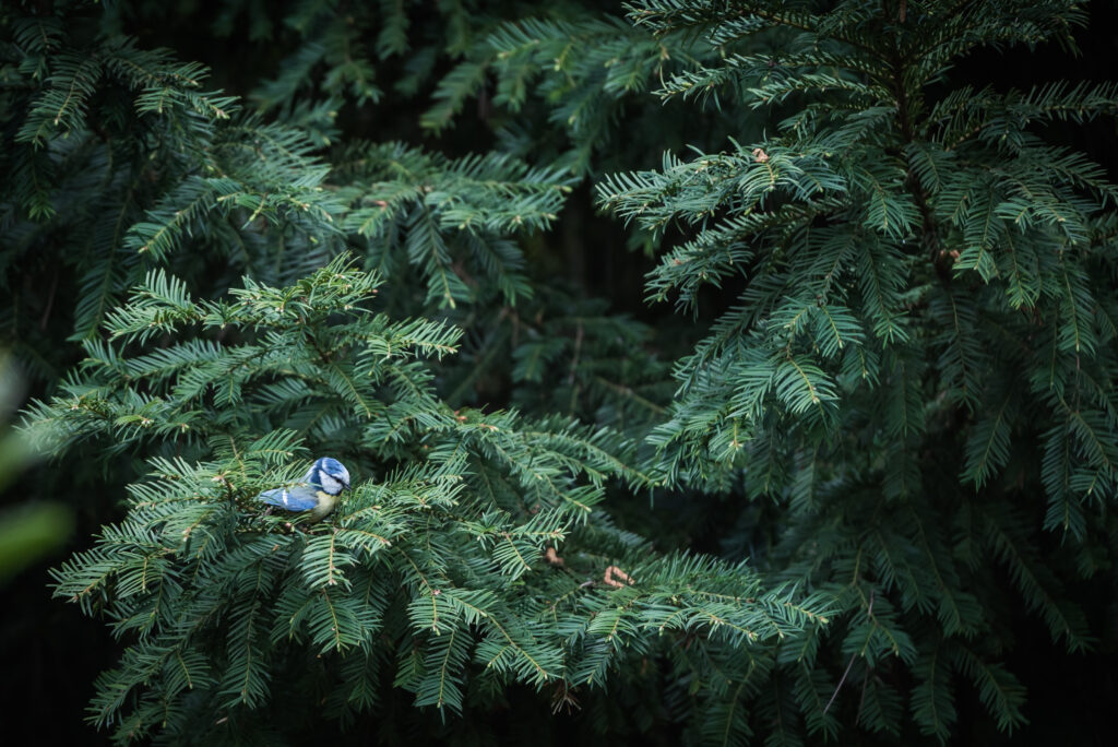 Serene Wallpaper: Small Bird on Lush Spruce Tree Branches