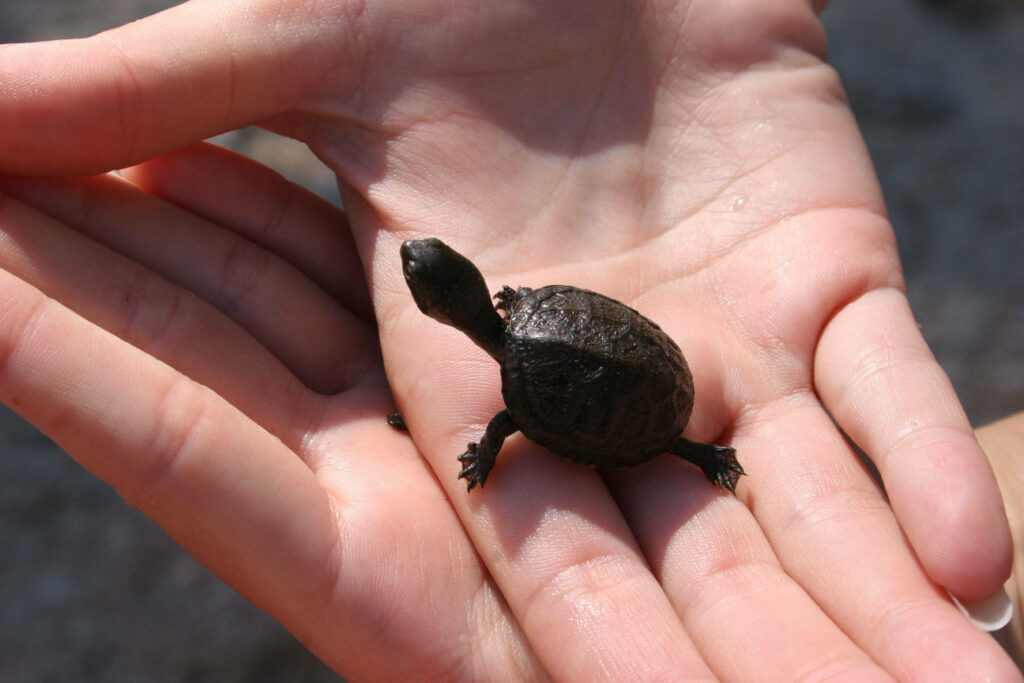 Intimate Scene: Mud Turtle on Hands - Serene Nature Background Wallpaper
