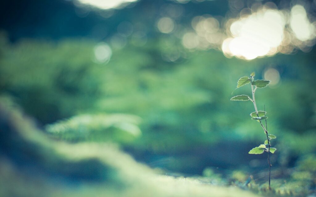 Serene Green Wallpaper: Small Sprout Among Soft Grass Blades