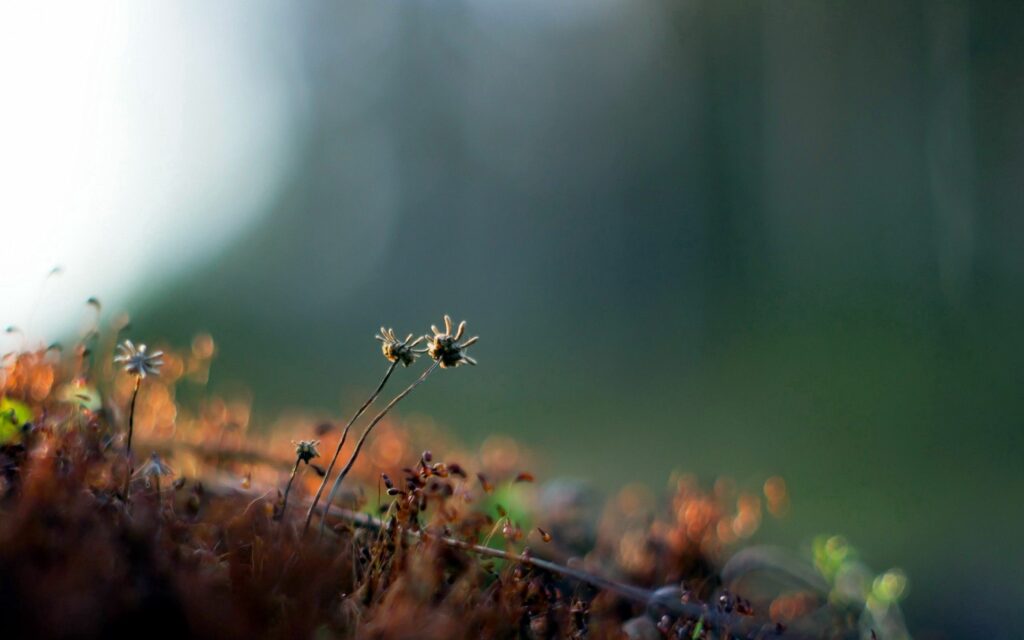 Serene Dry Plant Wallpaper: Earthy Tones & Soft Blurred Background