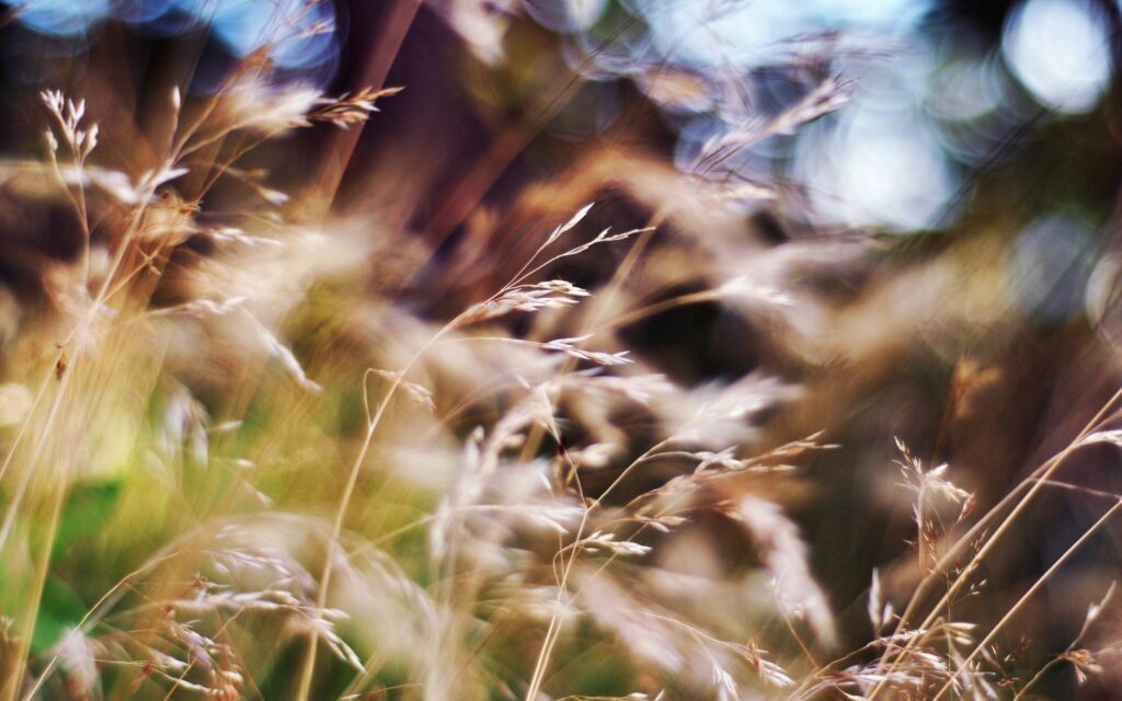 Tranquil Soft Grass Wallpaper - Bright Sunlight Background