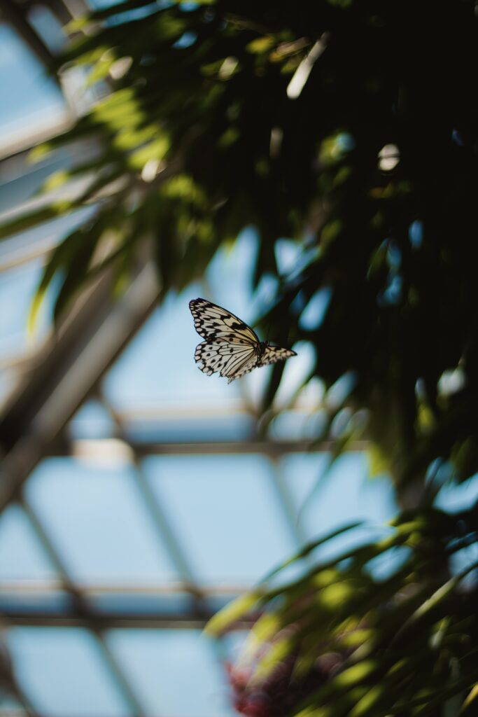Spotted Butterfly Wallpaper: Graceful Flight in Lush Greenery
