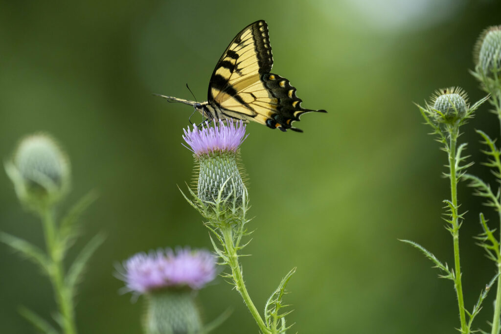 Serene Swallowtail Butterfly Wallpaper on Purple Flower Background