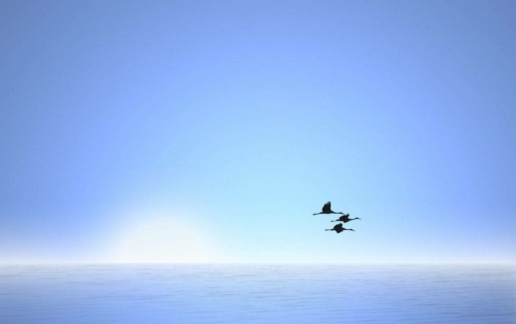 Tranquil Birds Over Serene Sea: Peaceful Wallpaper Background