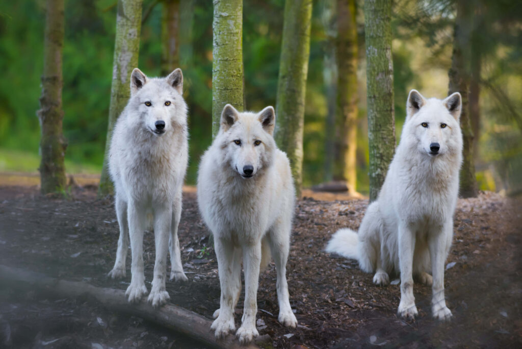 Charming White Wolves in Serene Forest - Captivating Nature Wallpaper