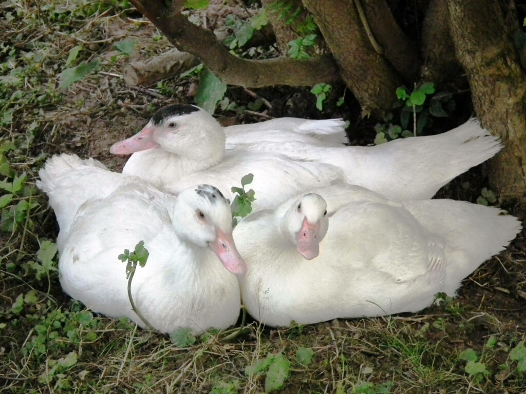 Tranquil Wallpaper: Three White Ducks Relaxing Under Tree Shade